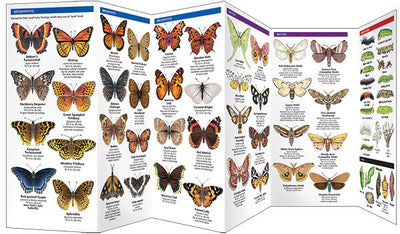 New York State Butterflies & Moths Pocket Guide