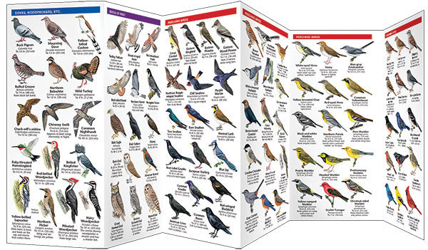 North Carolina Birds Pocket Guide - Birds Choice