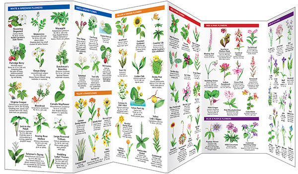 North Carolina Trees &amp; Wildflowers Pocket Guide - Birds Choice