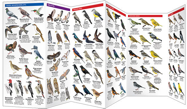 North Dakota Birds Pocket Guide - Birds Choice
