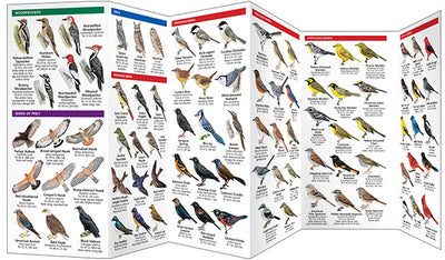 Ohio Birds Pocket Guide