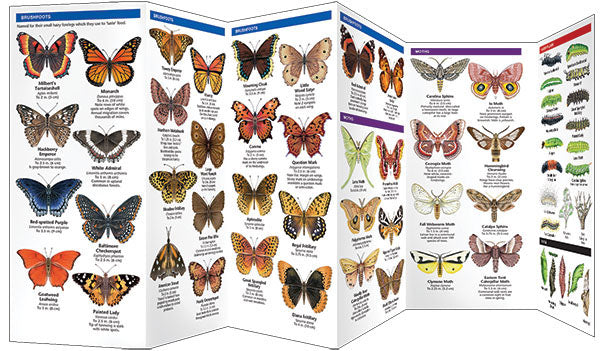 Ohio Butterflies & Moths Pocket Guide