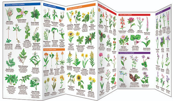Ohio Trees &amp; Wildflowers Pocket Guides - Birds Choice