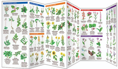 Ohio Trees & Wildflowers Pocket Guides