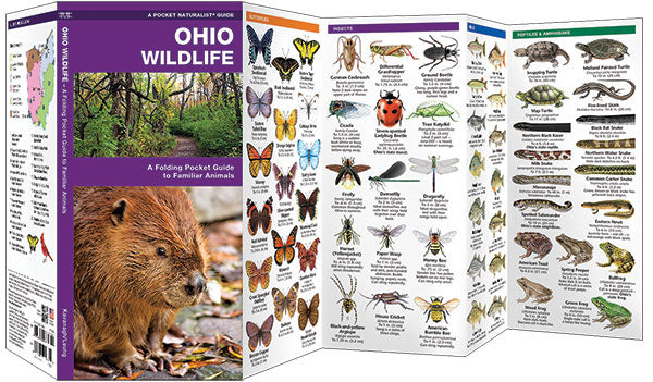 Ohio Wildlife Pocket Guide