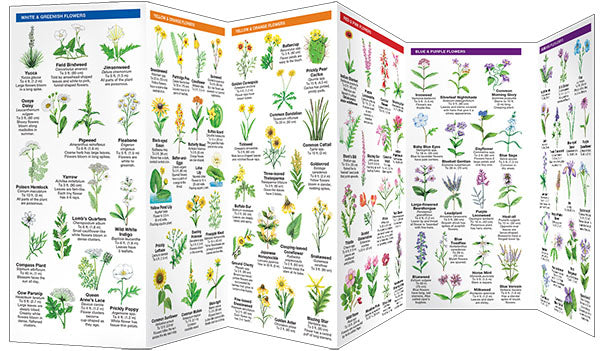 Oklahoma Trees & Wildflowers Pocket Guide