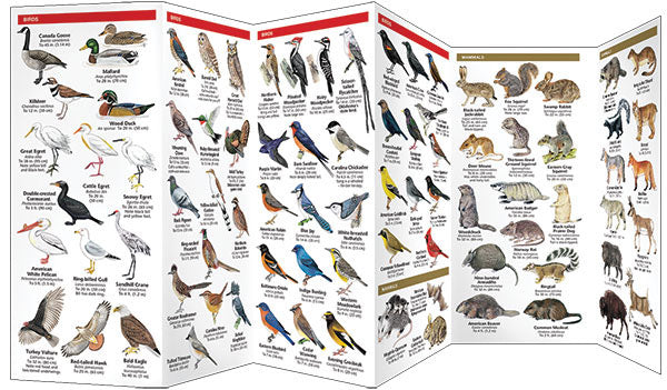 Oklahoma Wildlife Pocket Guide - Birds Choice
