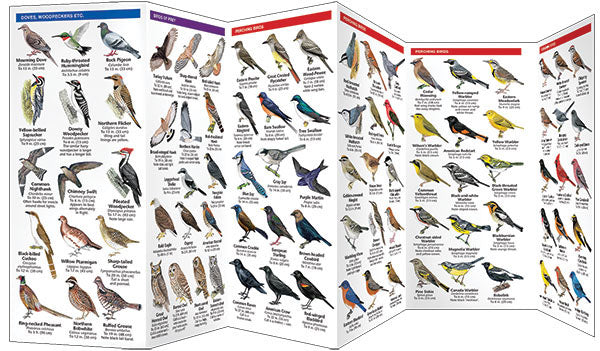 Ontario Birds Pocket Guide - Birds Choice