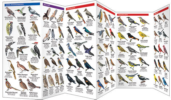 Ontario Birds Pocket Guide