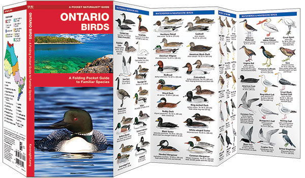 Ontario Birds Pocket Guide – Birds Choice