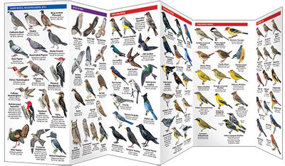 Oregon Birds Pocket Guide