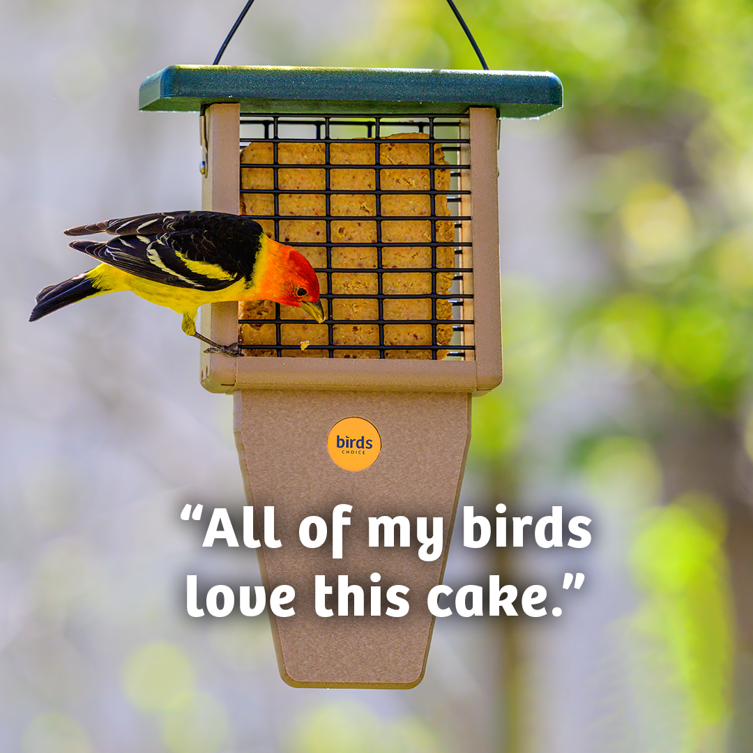 Peanut No Melt Suet - Birds Choice