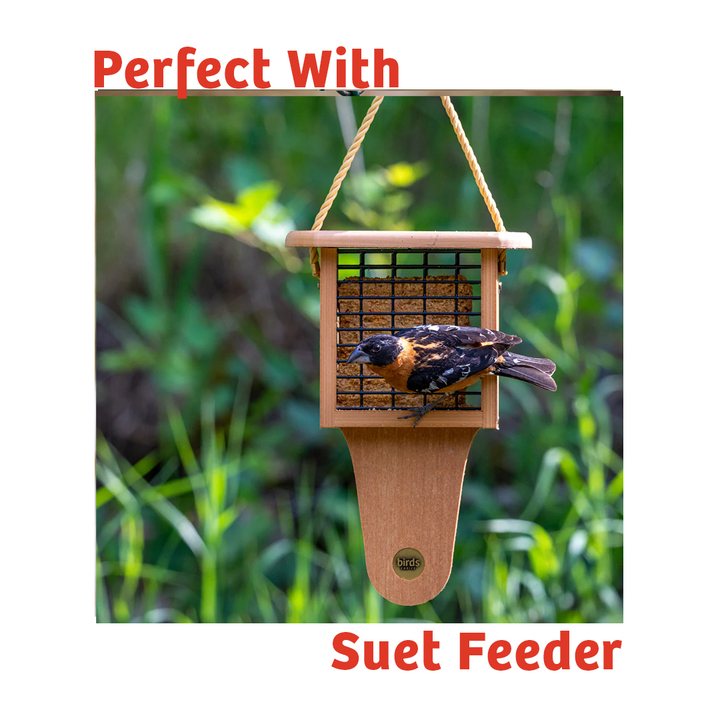 Peanut No Melt Suet - Birds Choice