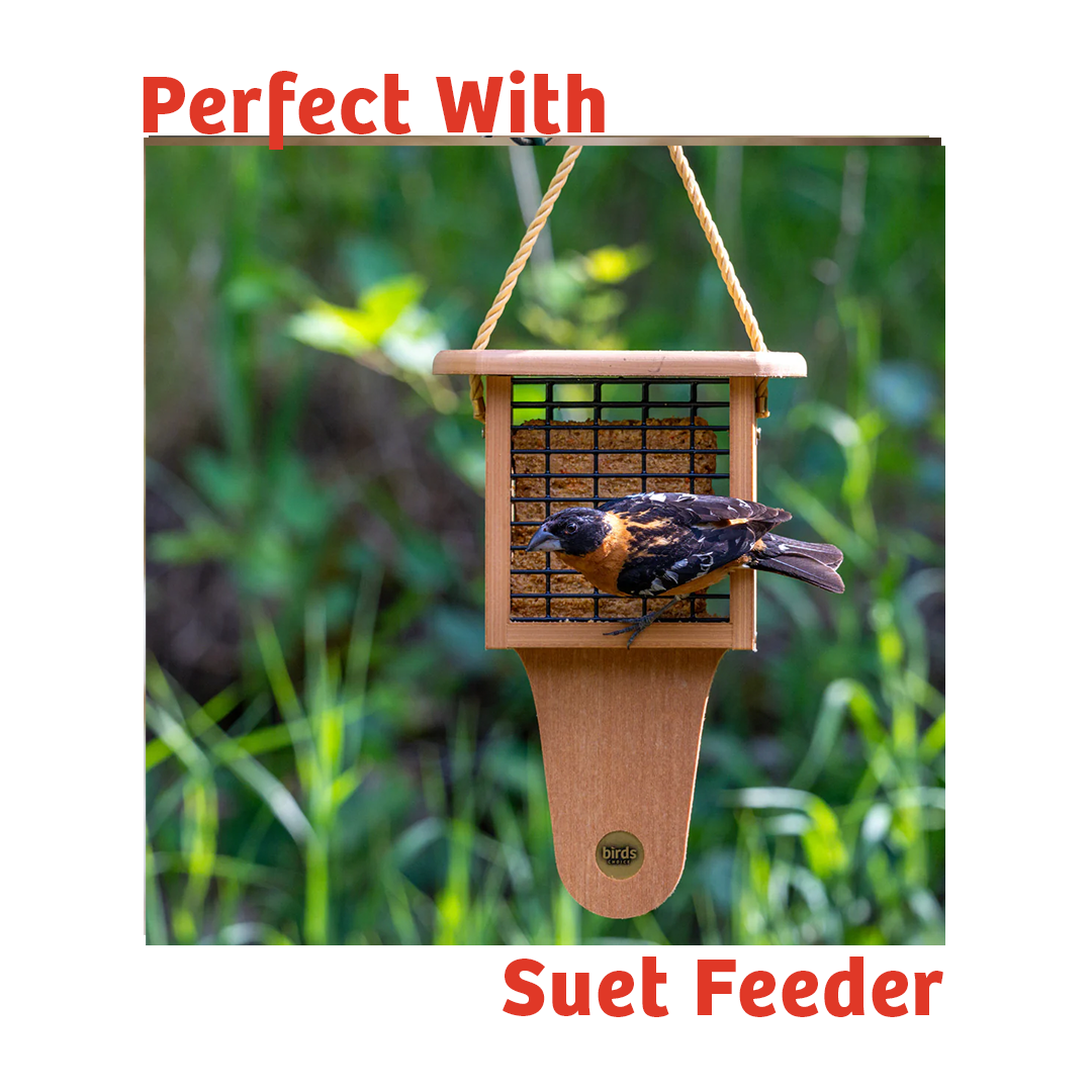 PEANUT NO MELT SUET - 12 PACK - Birds Choice