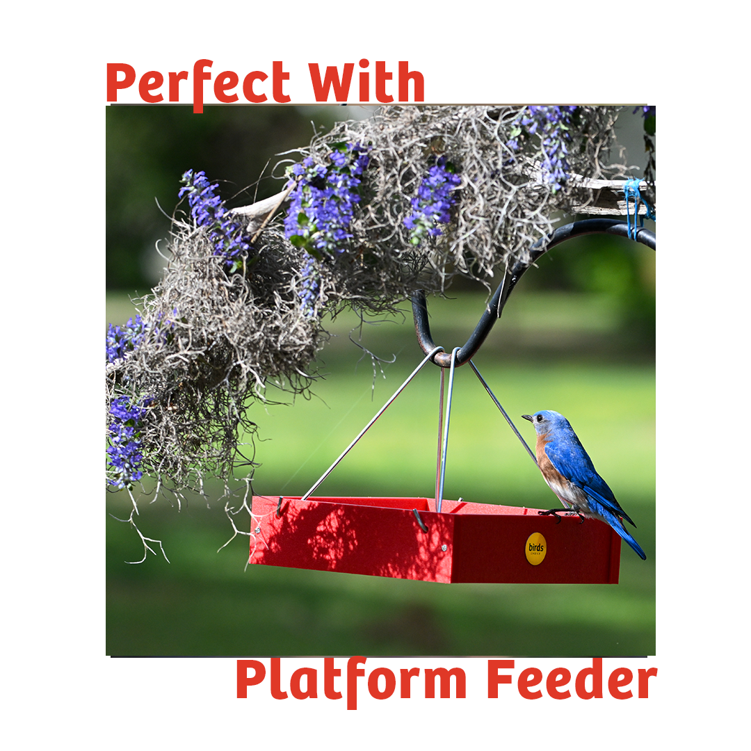 PEANUT NO MELT SUET - 12 PACK - Birds Choice