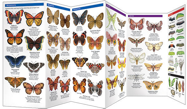 Pennsylvania Butterflies & Moths Pocket Guide