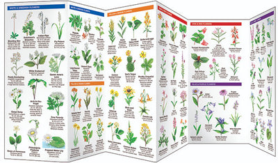 Pennsylvania Trees & Wildflowers Pocket Guide