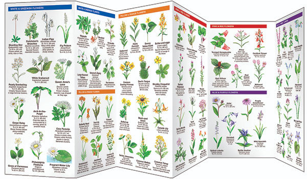 pennsylvania wildflower seeds Birds Choice Pennsylvania Trees & Wildflowers Pocket Guide