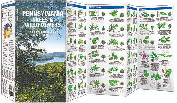 pennsylvania wildflower seeds Birds Choice Pennsylvania Trees & Wildflowers Pocket Guide