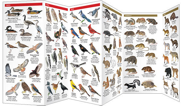 Pennsylvania Wildlife Pocket Guide