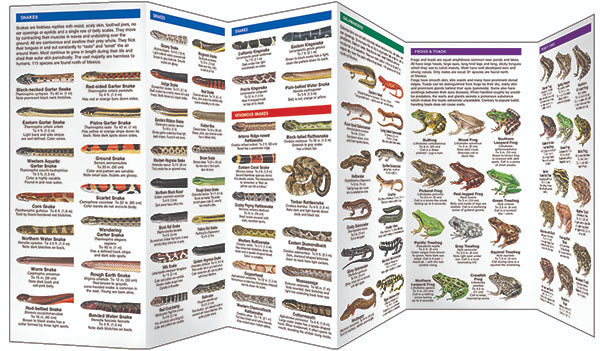 Amphibians Animals Chart