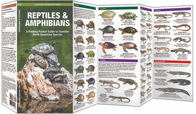 Reptiles & Amphibians Pocket Guide