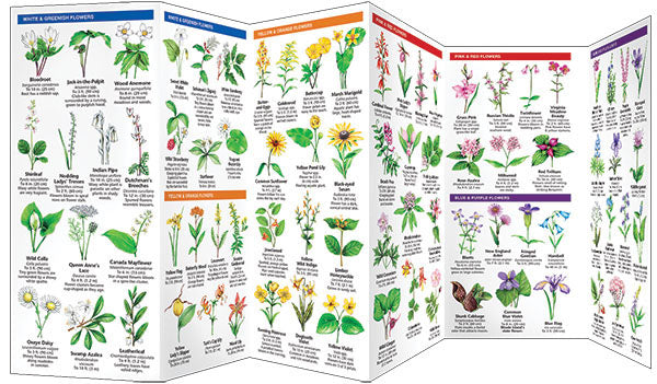 Rhode Island Trees &amp; Wildflowers Pocket Guide - Birds Choice