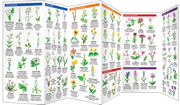 Rocky Mountain Trees &amp; Wildflowers Pocket Guide - Birds Choice