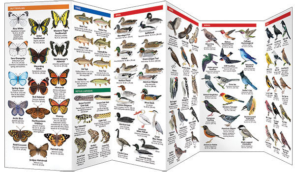 Rocky Mountain Wildlife Pocket Guide - Birds Choice
