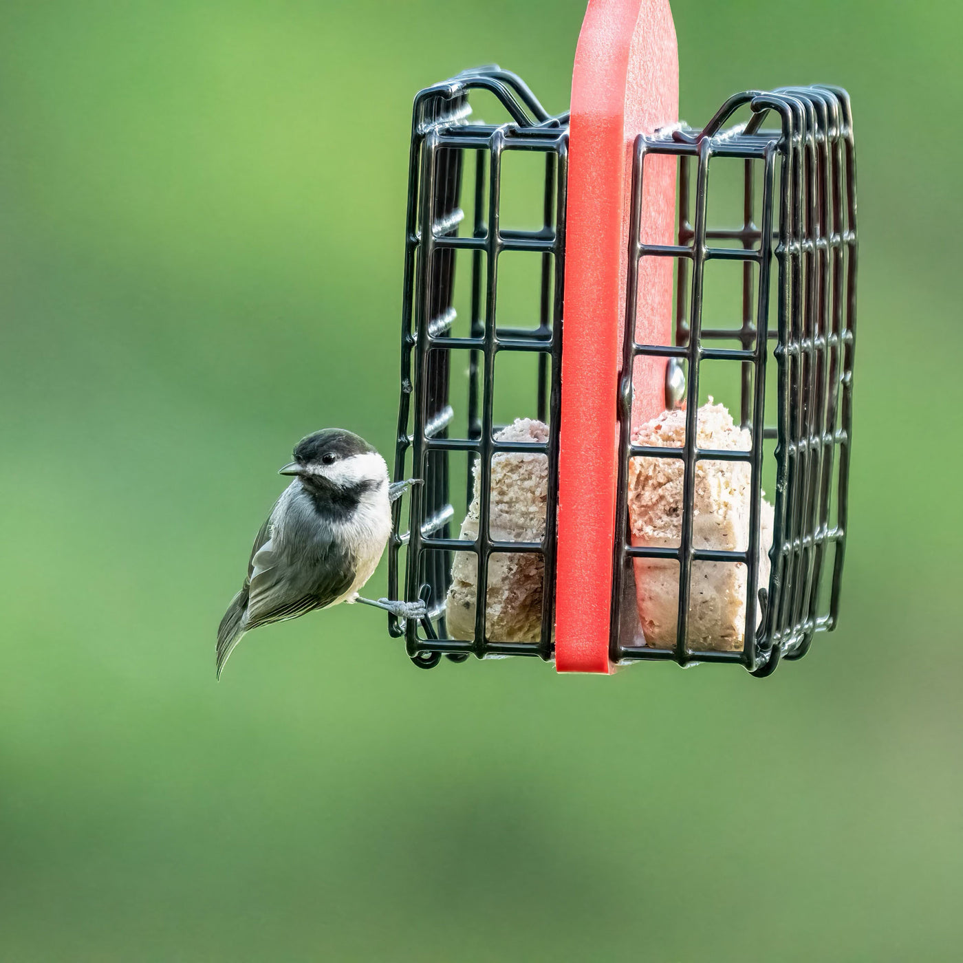 Suet Feeder for Two Cakes in Red Recycled Plastic - Birds Choice