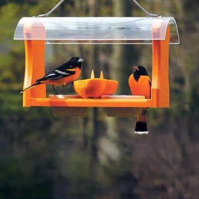 Recycled Oriole Bird Feeder for Oranges and Jelly in Orange - Birds Choice