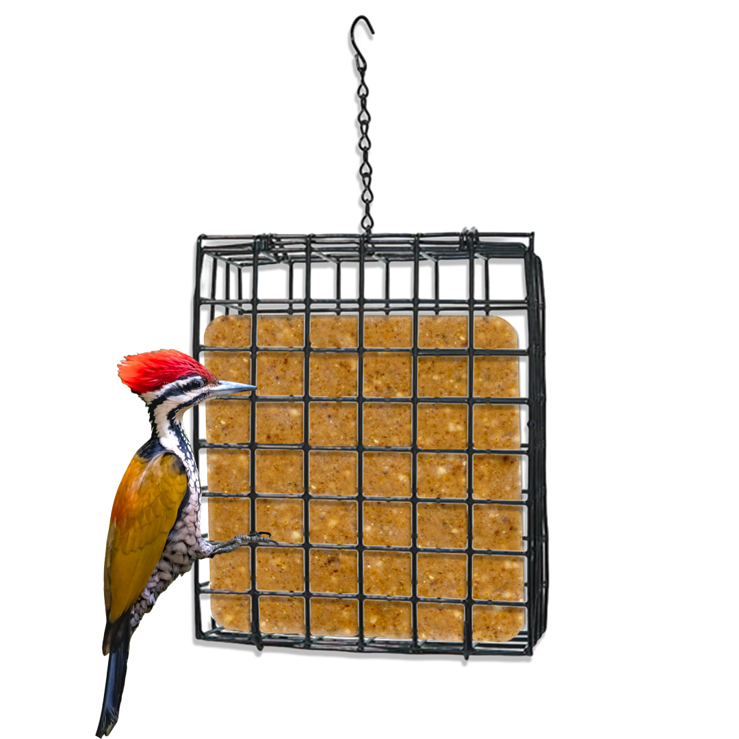 Suet Cage with Mounting Screws and Chain - Birds Choice