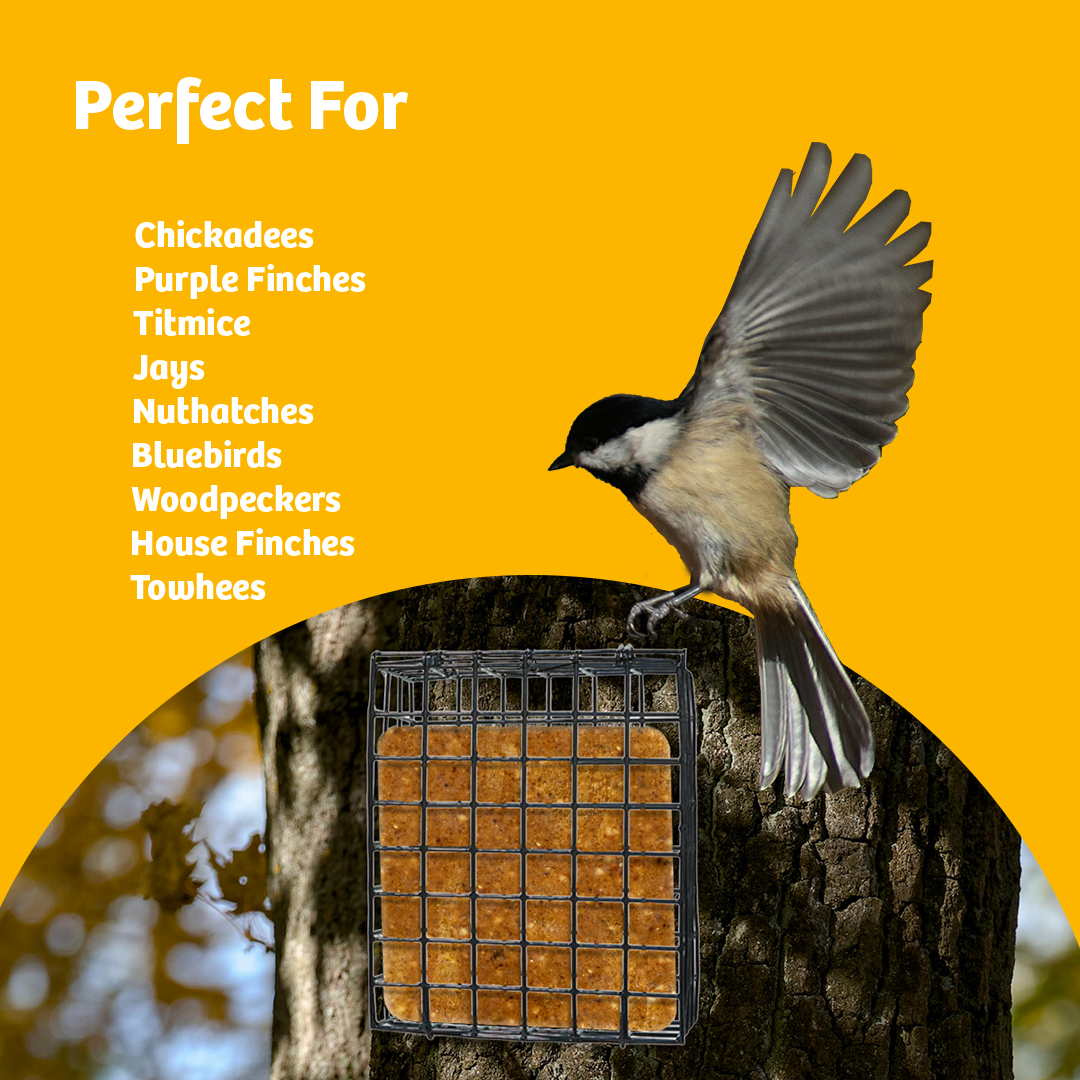 Suet Cage with Mounting Screws and Chain - Birds Choice