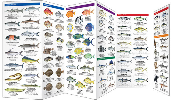 Saltwater Fishes Pocket Guide - Birds Choice