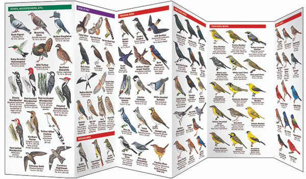South Carolina Birds Pocket Guide - Birds Choice