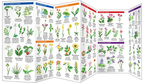 South Carolina Trees &amp; Wildflowers Pocket Guide - Birds Choice