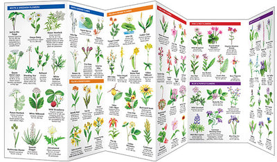 South Carolina Trees & Wildflowers Pocket Guide