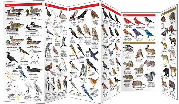 South Carolina Wildlife Pocket Guide - Birds Choice