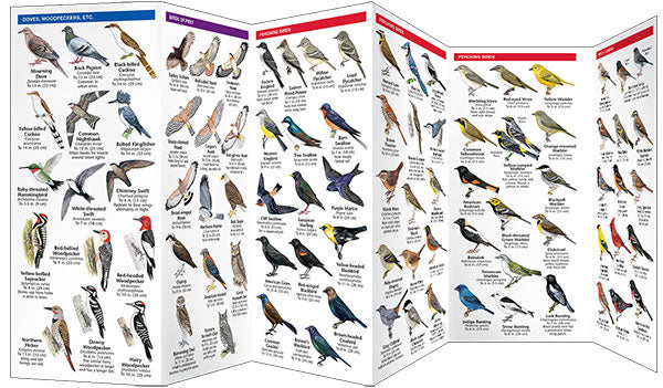 South Dakota Birds Pocket Guide