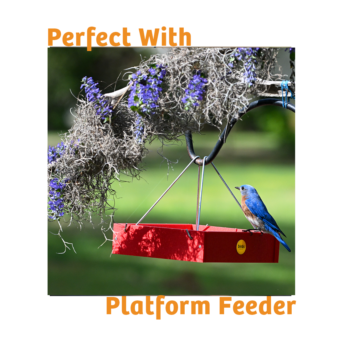 Hot Red Pepper No Melt Suet - Birds Choice