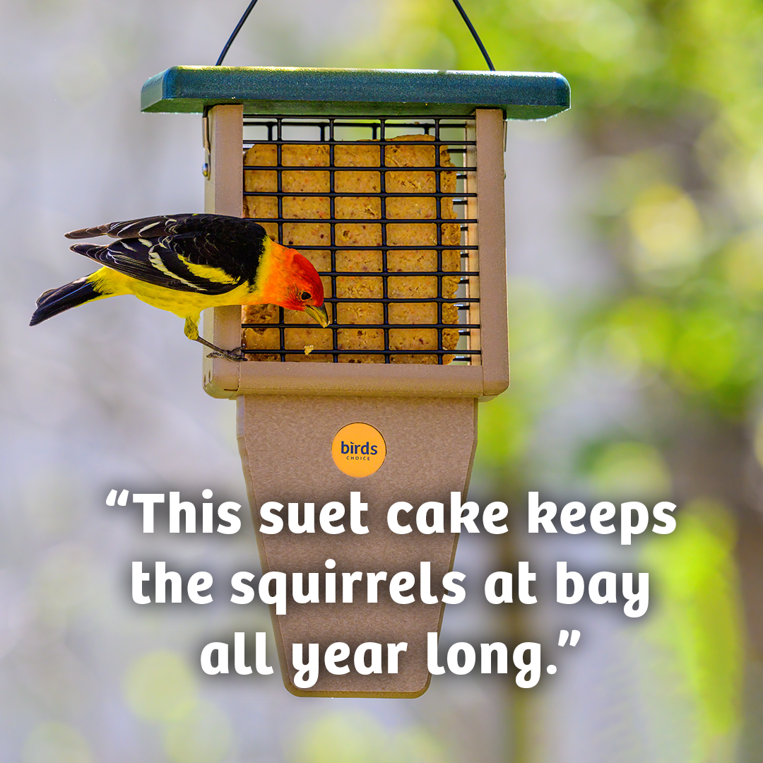 Hot Red Pepper No Melt Suet - 12 Pack - Birds Choice