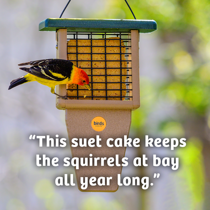 Hot Red Pepper No Melt Suet - 12 Pack - Birds Choice