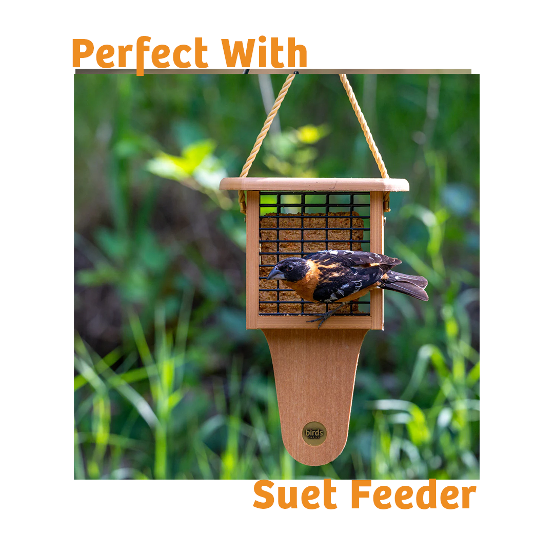 Hot Red Pepper No Melt Suet - Birds Choice