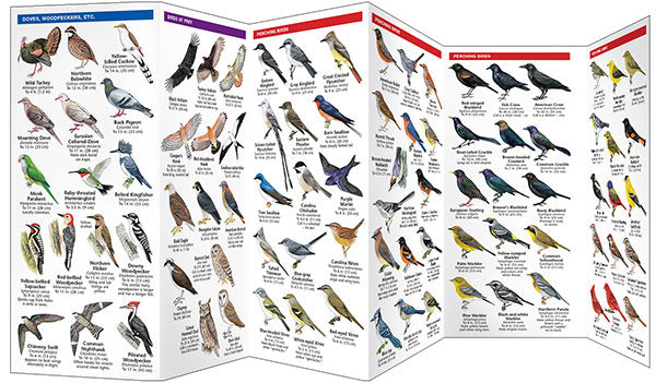 Tampa Bay Birds Pocket Guide - Birds Choice
