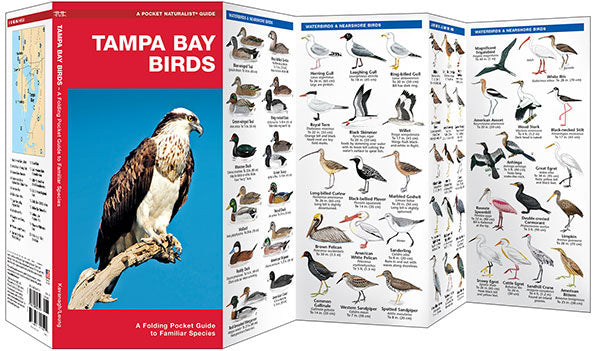 Tampa Bay Birds Pocket Guide