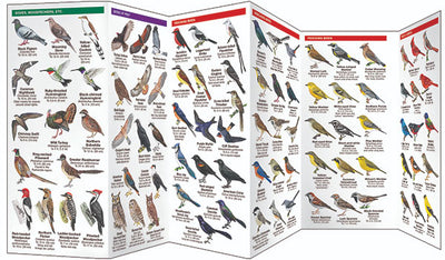 Texas Birds Pocket Guide
