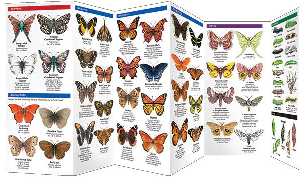 Texas Butterflies &amp; Moths Pocket Guide - Birds Choice
