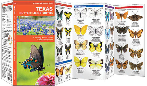 Texas Butterflies &amp; Moths Pocket Guide - Birds Choice