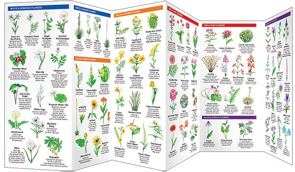 Texas Trees &amp; Wildflowers Pocket Guide - Birds Choice