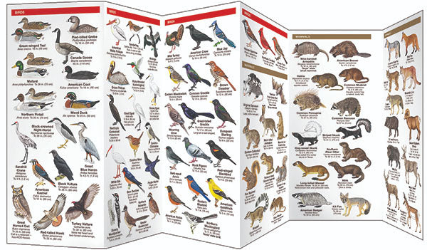 Texas Wildlife Pocket Guide - Birds Choice